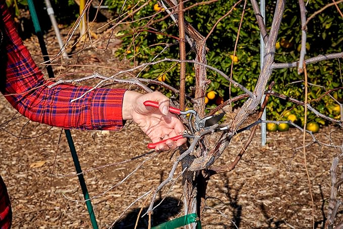 Corona Tools ClassicCUT Forged Bypass Hand Pruner – 1/2-inch Cut Capacity Heavy-Duty Garden Hand Pruner for Tree, Shrub & Plant Trimming, Precision Cutting Pruning Tool