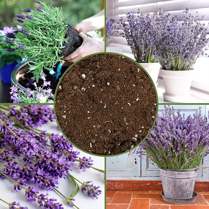 Soil Sunrise Lavender Potting Soil Mix (8 Quarts) Indoor/Outdoor Container Gardening Blend for Lavender Herb Plants