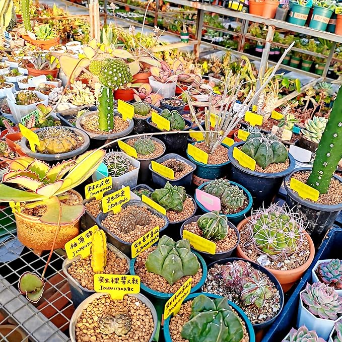 GXXMEI 220PCS Plant Labels with 2PCS Pens, Multicolor Waterproof Plastic Plant Tags T-Type Nursery Garden Labels 6 x10cm,5 Colors