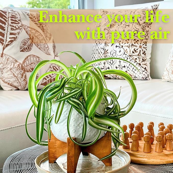 Dr. Lu’s Organic Bonnie Curly Spider Plant | Air Purifying House Plants | Rooted Spider Plant | Easy Grow Indoor Plants | Live Plants in 6'' Nursery Pot