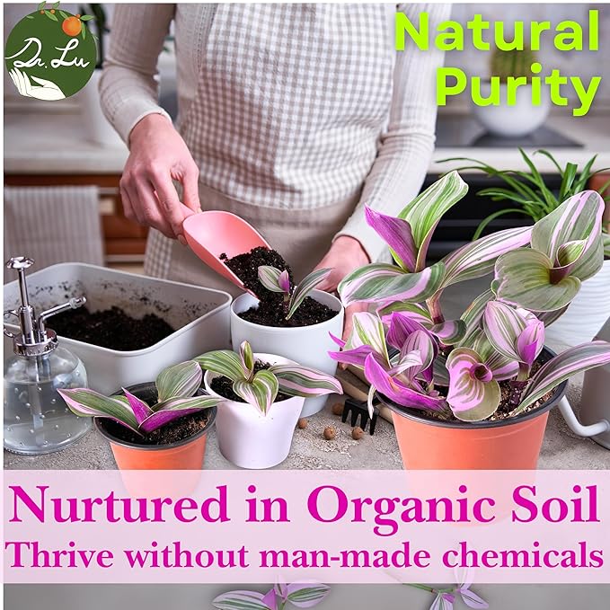 Dr. Lu’s Organic Pink Wandering Jew Live Plant | Rare Tradescantia Nanouk | Rooted House Plants | Easy Grow Indoor Plants | 4'' Nursery Pot