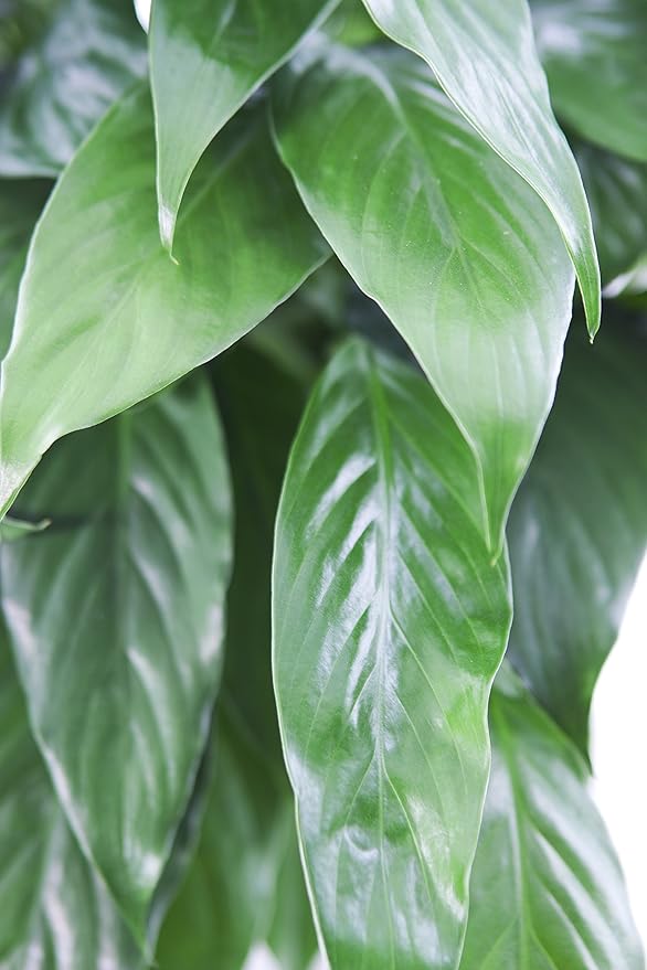 KaBloom - Large Purifying Peace Lily, Burlap Pot Cover - Fresh Flowers for Birthday, Valentine's & Mother's Day
