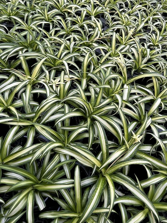 Large Hawaiian Spider Plant - Air Purifying, Low Maintenance, Thrives in Home & Office - Perfect for Plant Enthusiasts - Live Houseplant in Potting Soil (Pack of 1)