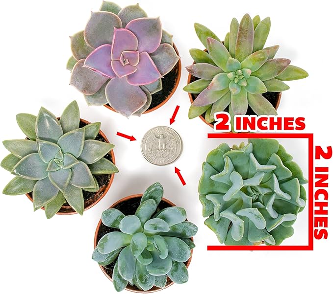 Succulents Plants Live (6PK) Potted Succulent Plants Live House Plants, Cactus Plants Live Plants Indoor Plants Live Houseplants, Indoor Plant Succulents Live Plant House Plant by Plants for Pets