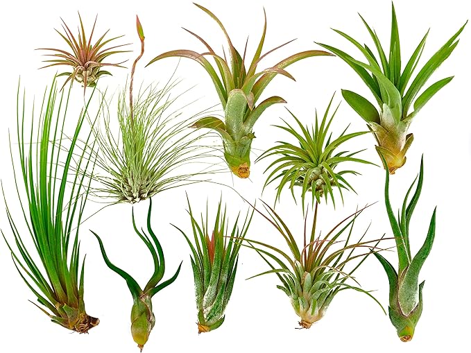 Rainforest Grown 10 Pack Assorted Air Plants - Live Tillandsia - Easy Care House Plants -