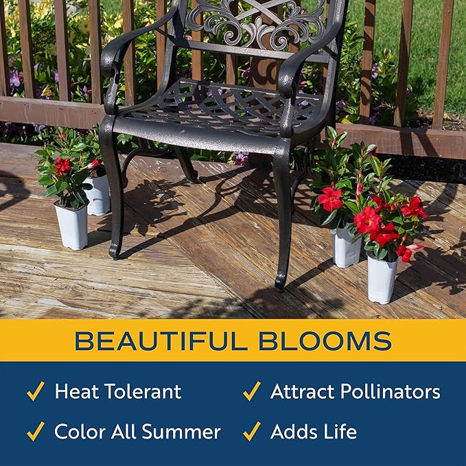 Costa Farms Live Mandevilla Outdoor Plants, 4-Pack of Red Flowering Vines in 1.5 Pint Pots, Tropical Perennial for Patio, Trellis & Balcony Decor, Pollinator Friendly, 12-14 Inches Tall