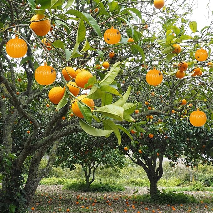 Qualirey 10 Set Sticky Fruit Fly Trap Balls Adhesive Fungus Gnat Sticky Balls for Plants Fly Catching Indoor Outdoor Garden Kitchen Gnat Flying Insects Traps (Orange)