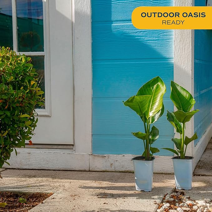 Costa Farms White Bird of Paradise (2-Pack) Live Indoor Plants, 16-24 Inches Tall in Grower Pots | Strelitzia nicolai, Easy Care Real Tropical Houseplants for Home or Office Decor