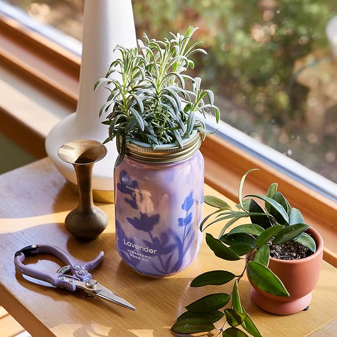 Modern Sprout New & Improved Mason Jar Grow Set, Indoor Herb Garden, Seed Starter Set, Sprouting Jar Planter, Organic Seeds, Hydroponic Growing (Basil + Lavender)