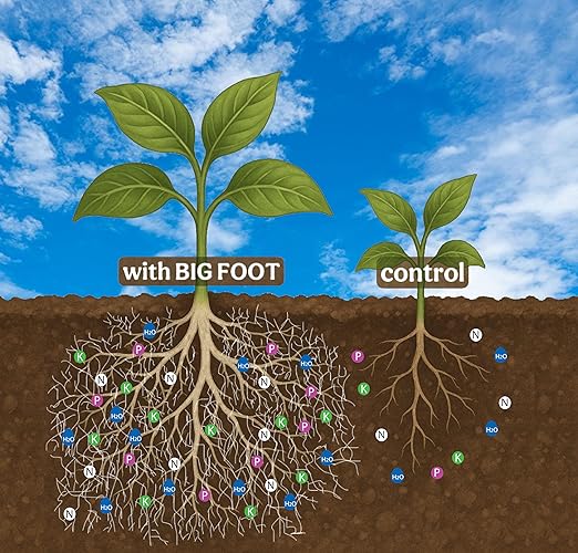 Big Foot Probiotic Root Boost Water Soluble Powder For Established Plants and Transplants - GROW ROOT SIZE, Increase Nitrogen, Grow New Plants from Cuttings, Pea Inoculant - 2 Ounces
