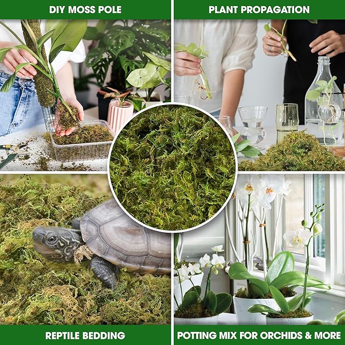 DUSPRO 2.1LBS Dried Moss for Potted Plants, Forest Orchid Moss for Potting Mix, Sphagnum Potting Moss for Plants Indoor, Real Moss Soil Cover for Houseplant