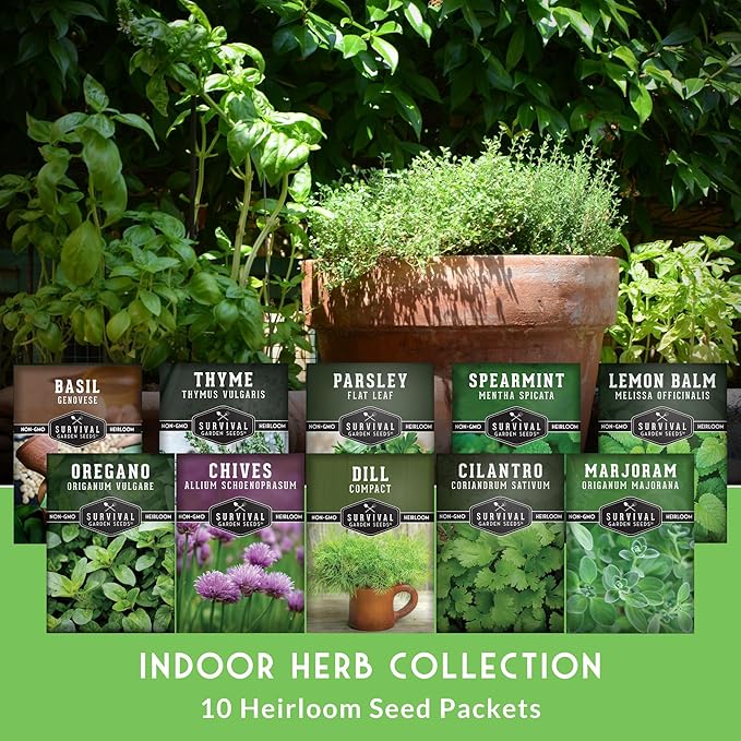 Indoor Herb Seeds Variety Pack | 10 Herbs for Planting – Basil, Mint, Parsley, Cilantro, Thyme, Dill, Chives, Oregano, Lemon Balm, Marjoram – Kitchen Garden Gift Set – Survival Garden Seeds
