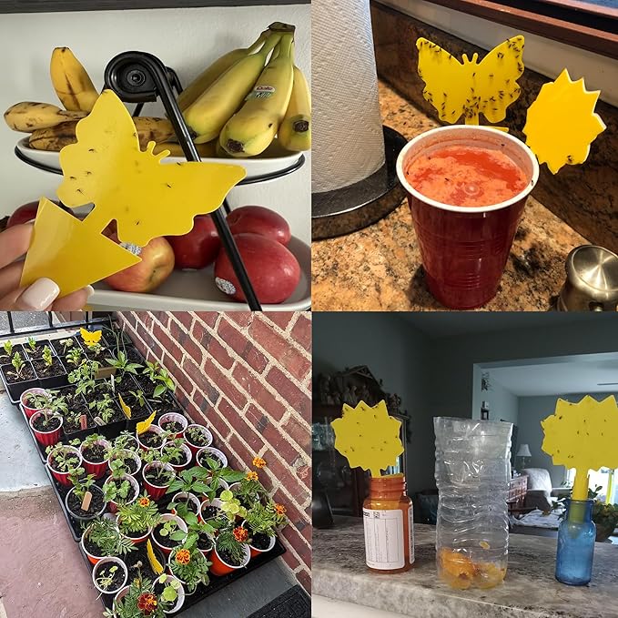 Garsum Fruit Fly Sticky Trap for Indoor and Outdoor, 36 Pack Fungus Gnat Killer for Houseplant,Mosquitos, Flying Insect, White Flies
