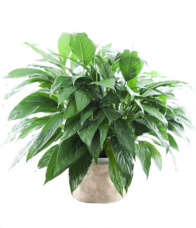 KaBloom - Large Purifying Peace Lily, Burlap Pot Cover - Fresh Flowers for Birthday, Valentine's & Mother's Day