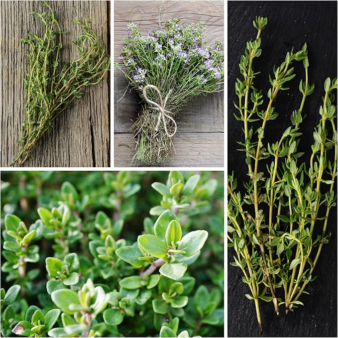 Seed Needs Sweet Marjoram & Thyme Seeds for Planting Fresh Kitchen Herbs - Non-GMO Heirloom & Untreated Perennial Herb Seed to Plant a Culinary Garden Indoors or Outdoors (2 Pack Duo)