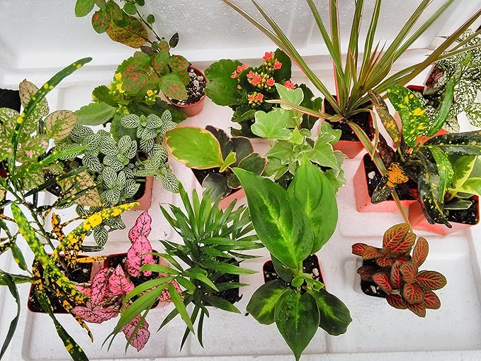 Terrarium & Fairy Garden Plants - 6 Plants in 2.5 (is Approximately 4 to 6 Inches Height of The Plant)