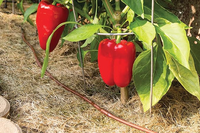 Rain Bird ET256-50S Drip Irrigation Pressure Compensating 1/4" Emitter Tubing, 6" Emitter Spacing, 50 Roll, Brown